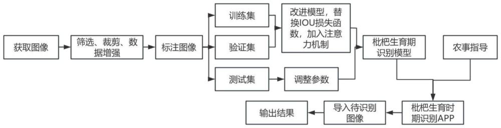 基于改进卷积神经网络的枇杷生育时期自动识别方法