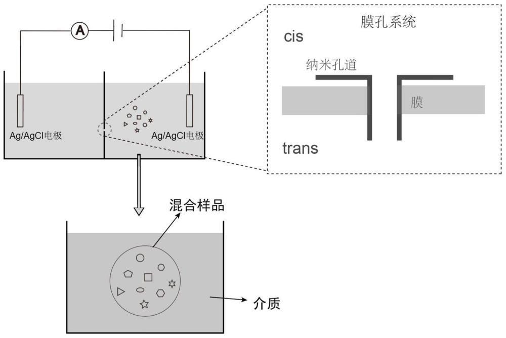 混合物样品中单个样品的定量方法