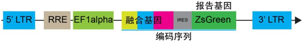 一种包含特定拷贝数基因修饰的T淋巴细胞标准样品及其制备方法和应用与流程