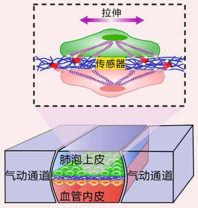 一种多孔可拉伸传感器与器官芯片集成的多功能平台及其制备方法和应用