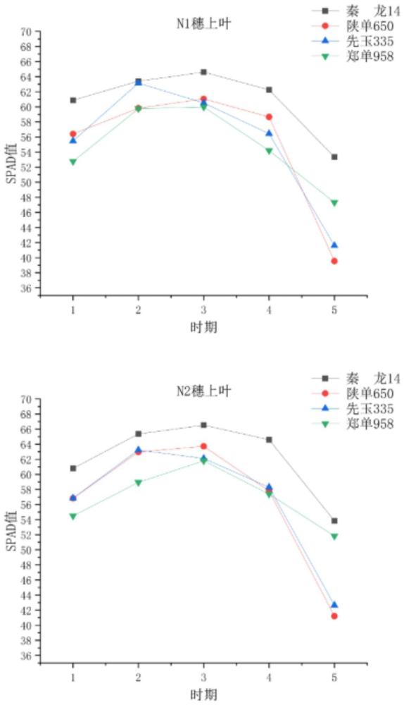 一种快速鉴定氮高效玉米的方法