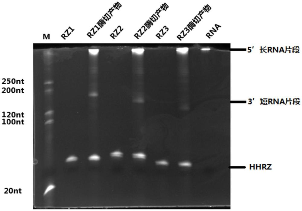 一种电泳联合HHRZ快速测定mRNApolyA尾长度的方法与流程