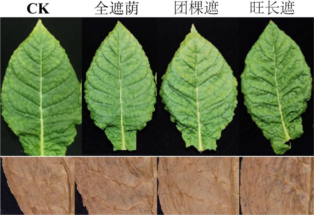 一种降低雪茄茄衣叶脉直径的方法与流程