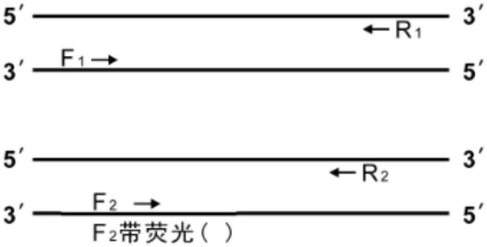 一种小鼠肠道病原体的高通量检测引物组、试剂盒及应用的制作方法