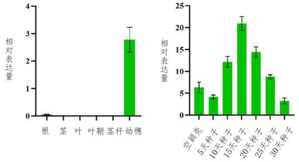 一种温度响应的水稻垩白基因PGWC3及其编码蛋白和应用