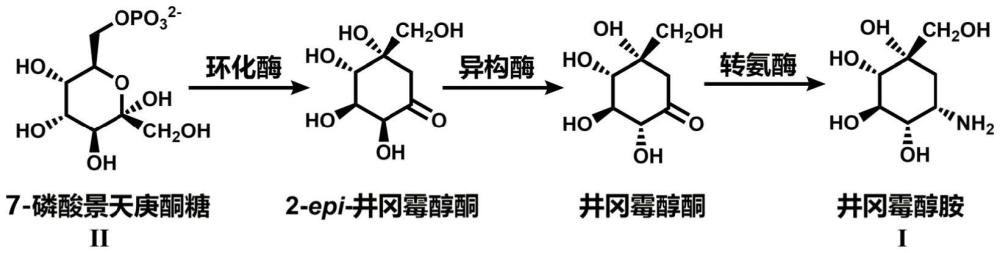 井冈霉醇胺的直接生物合成方法