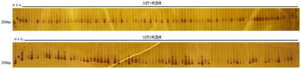 分子标记引物在川芥杂交种鉴定中的应用