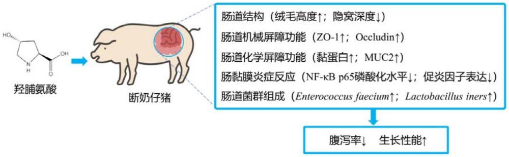 羟脯氨酸在改善断奶仔猪的断奶应激综合征中的应用