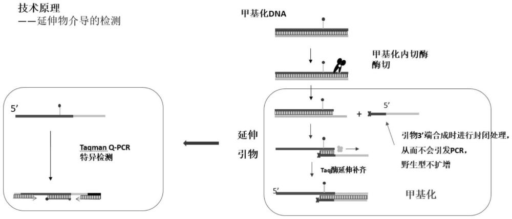 一种基于捕获延伸介导的检测核酸特定位点的方法及其应用与流程