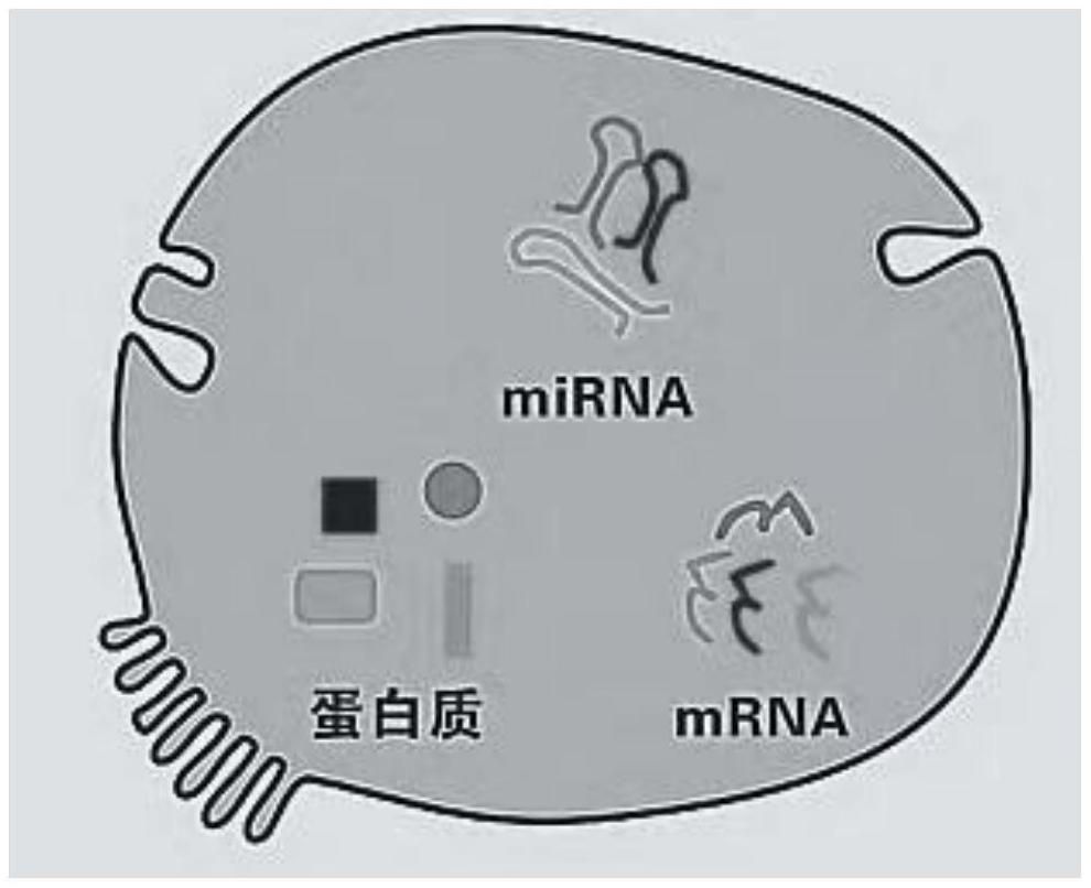 一种用于治疗肺损伤的外泌体及其制备方法及应用与流程