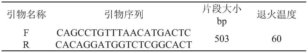 一种黑山羊多胎性状分子标记及其应用