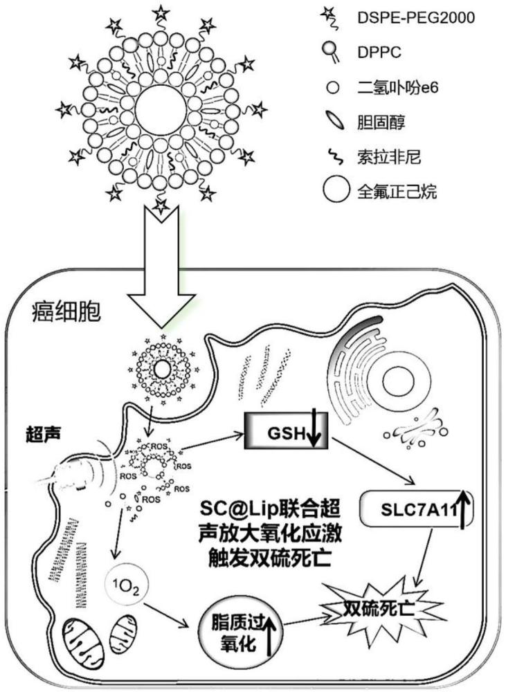 一种负载索拉非尼与二氢卟吩e6脂质体的制备方法及应用