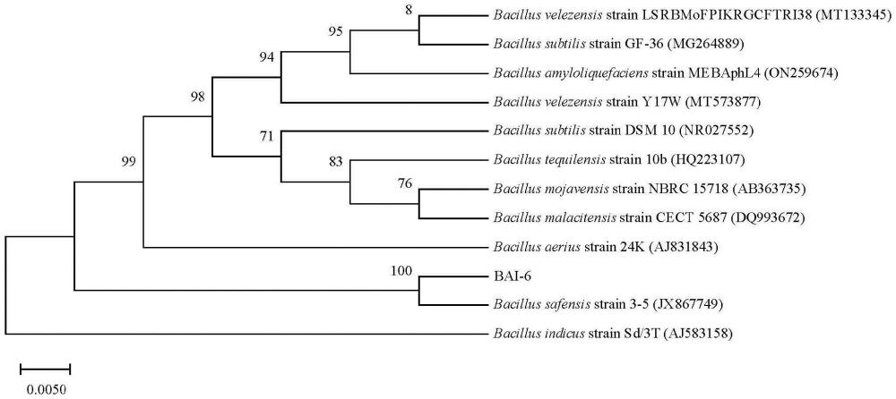 分离自沼液氧化塘的沙福芽孢杆菌BAI-6及其应用