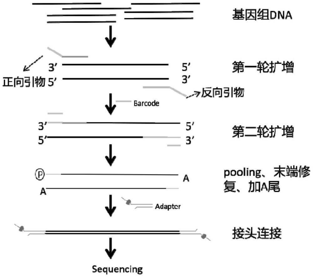 一种用于20种细菌快速鉴定的引物组合物及方法