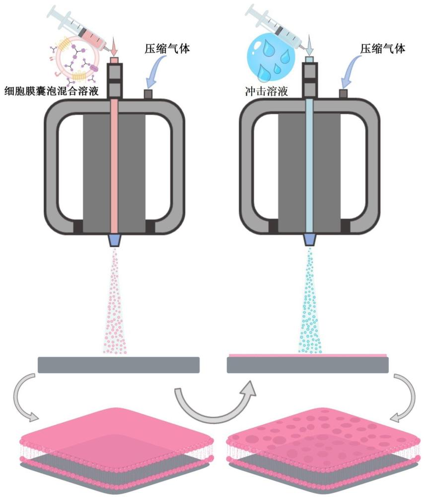 一种具有凹坑状拓扑结构的细胞膜涂层及制备方法和应用