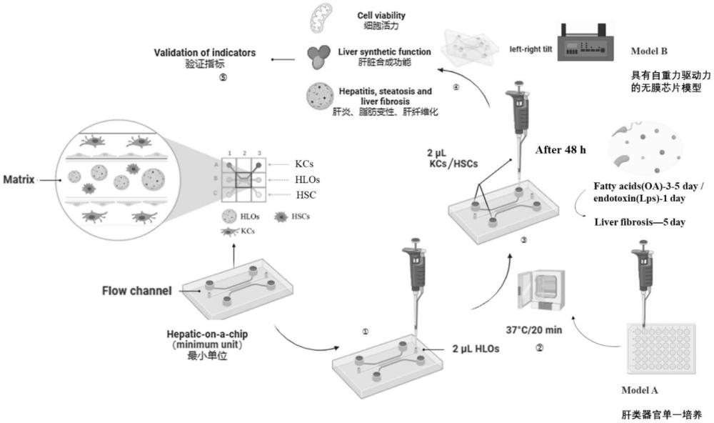 基于无膜式器官芯片构建肝纤维化模型的方法与流程