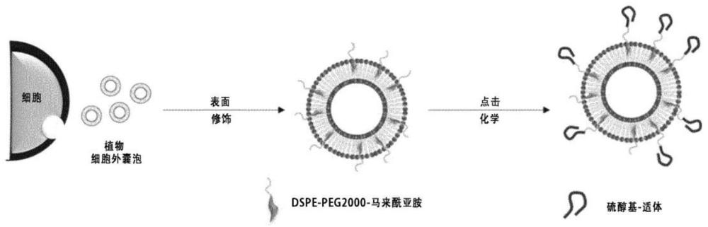 表面修饰的植物来源细胞外囊泡以及利用其的靶向药物递送载体的制作方法