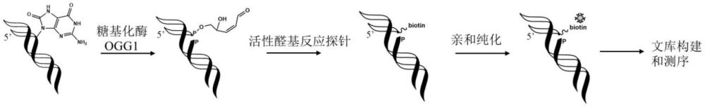 一种基因组DNA中8-氧代鸟嘌呤的精准定位方法