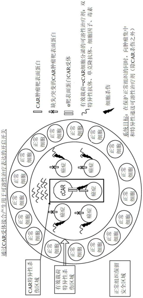 开发可诱导簇嵌合抗原受体(CCAR)构建体的制作方法