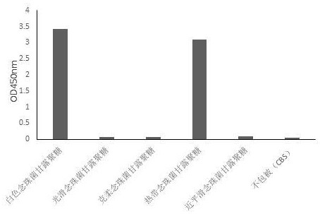 鼠抗白色、热带念珠菌甘露聚糖杂交瘤细胞株及单克隆抗体的制作方法