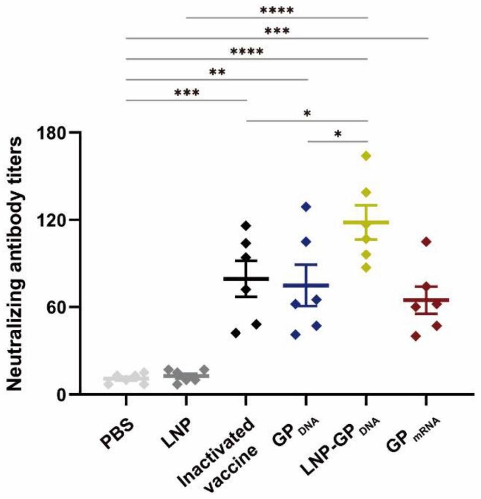 编码HTNV包膜糖蛋白GP的基因、其编码的表达载体、mRNA分子及其用途