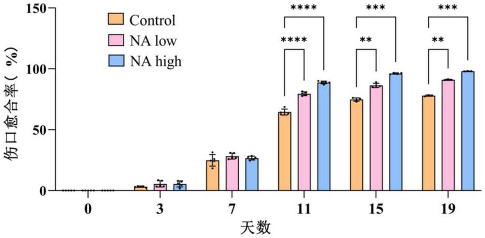 用于促进急慢性创伤愈合与损伤血管、神经修复的神经酸组合物及其应用