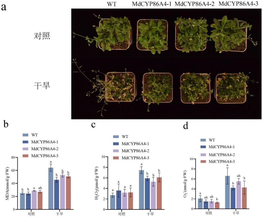 调控植物抗旱性的方法及MdCYP86A4在调控植物抗旱性中的应用