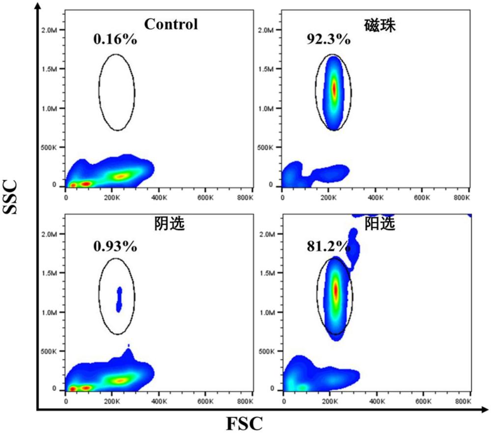 一种基于磁珠阳选策略分离罗非鱼CD166+细胞的方法