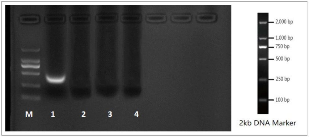 基于CRISPR/Cas系统的真菌检测试剂、试剂盒及检测方法