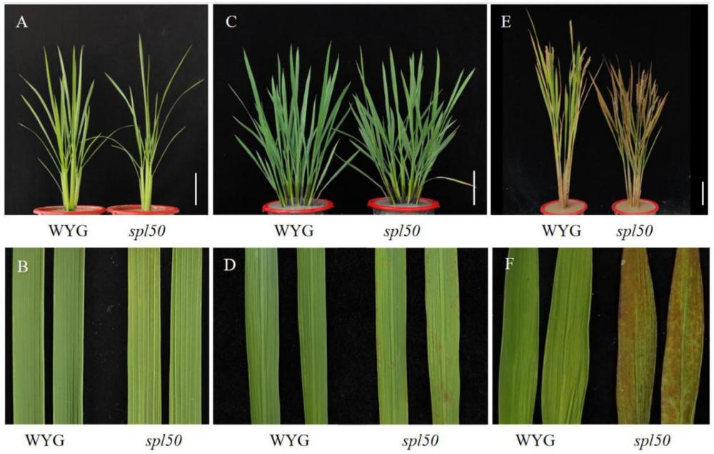 一种水稻类病斑SPL50基因突变体及其应用
