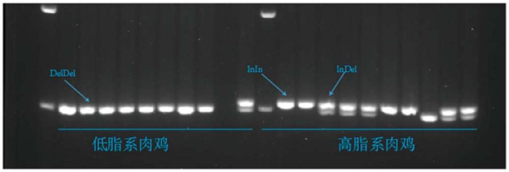 一种鉴别或选育低脂系肉鸡的InDel分子标记及其应用