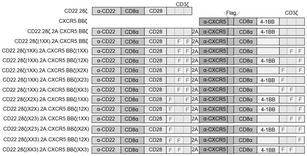 具有优化的ITAM结构域及CD28与4-1BB双共刺激分子的双靶点CAR-T