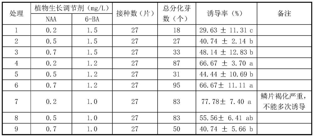 一种青岛百合高效离体再生方法