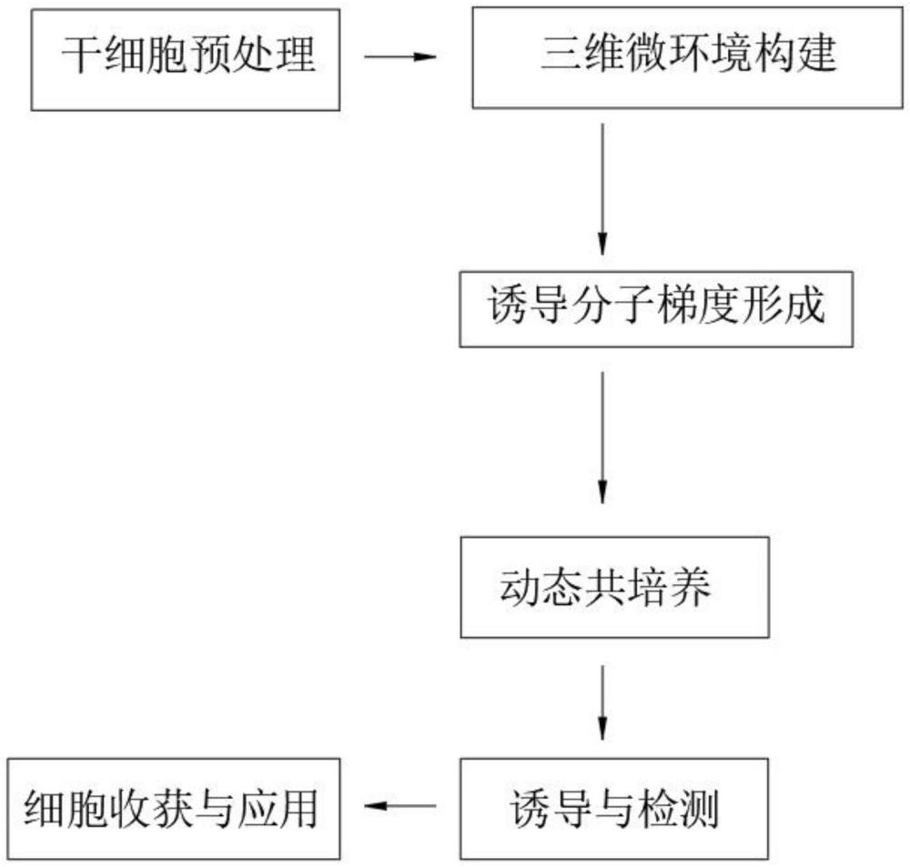 一种干细胞培育细胞分化与定向培养方法与流程