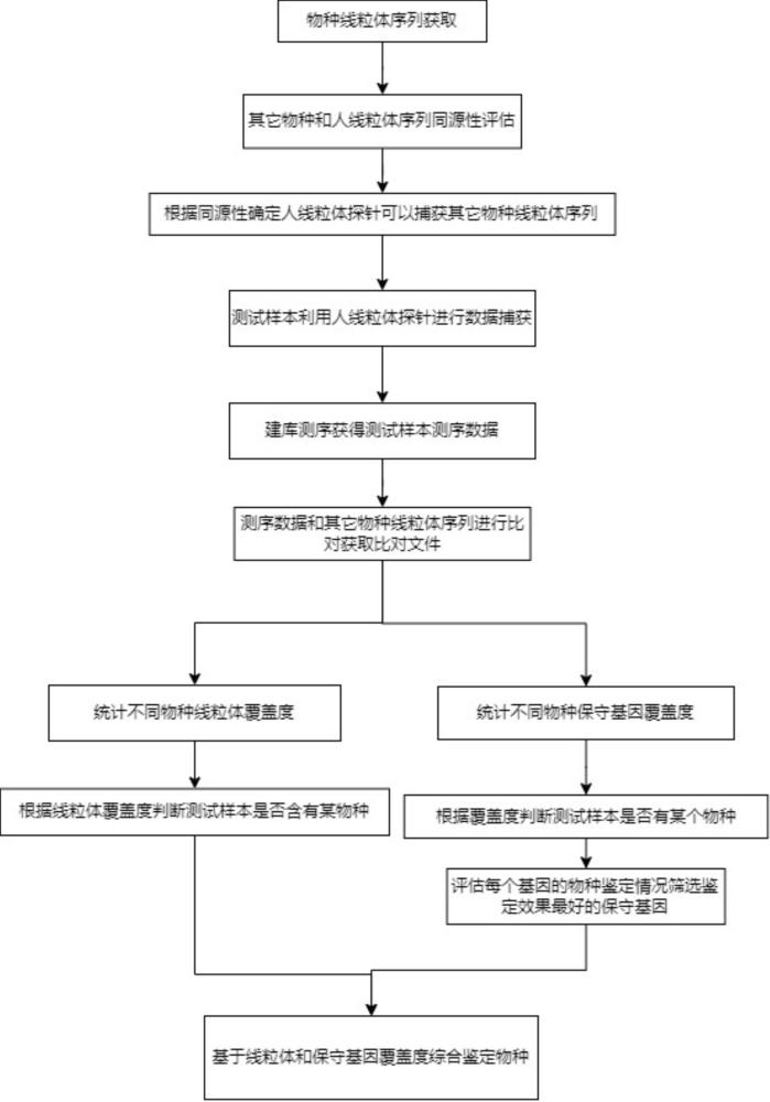 一种基于线粒体基因组DNA探针捕获高通量测序的细胞种属污染鉴定方法与流程