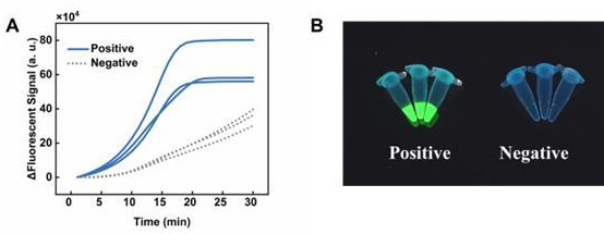 基于EXPAR-CRISPR/Cas12a检测微生物的试剂盒及其检测方法