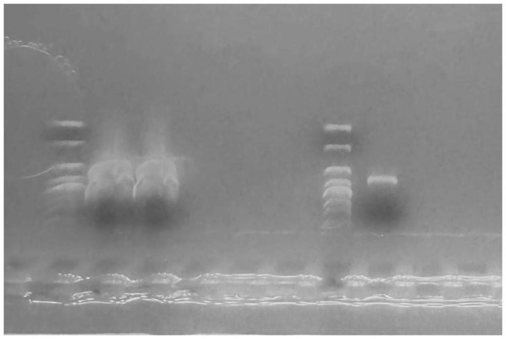 一种花生种子特异性基因启动子RY2Y1Z及其应用的制作方法