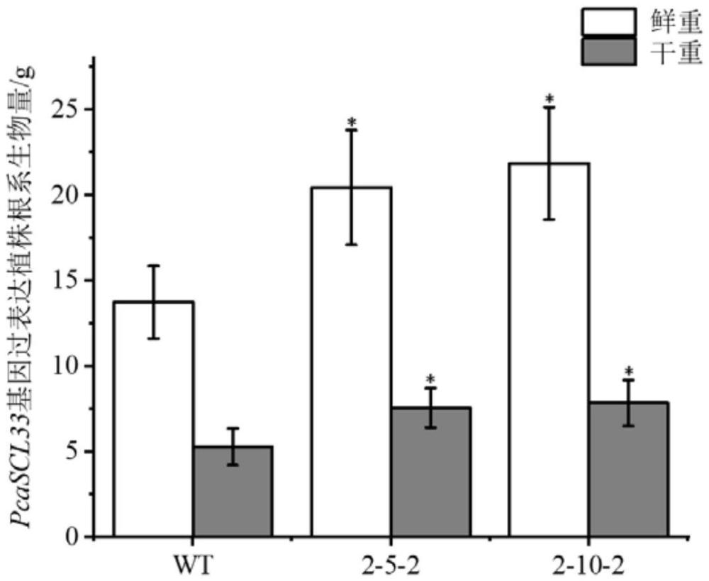 一种青杨根系生长相关基因PcaSCL33及其应用的制作方法