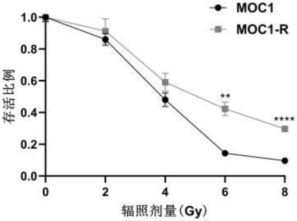 小鼠口腔鳞状细胞癌的放疗抵抗细胞株及其构建方法和应用