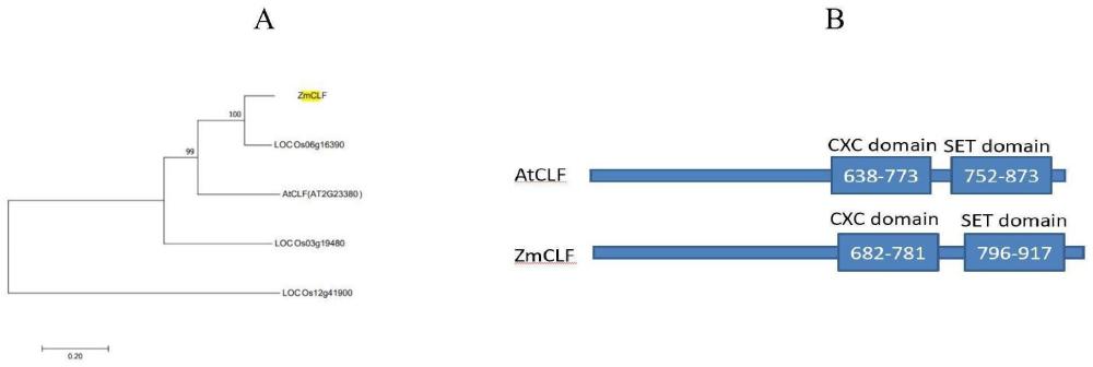 调控玉米株高和响应高温胁迫相关的蛋白ZmCLF及其应用