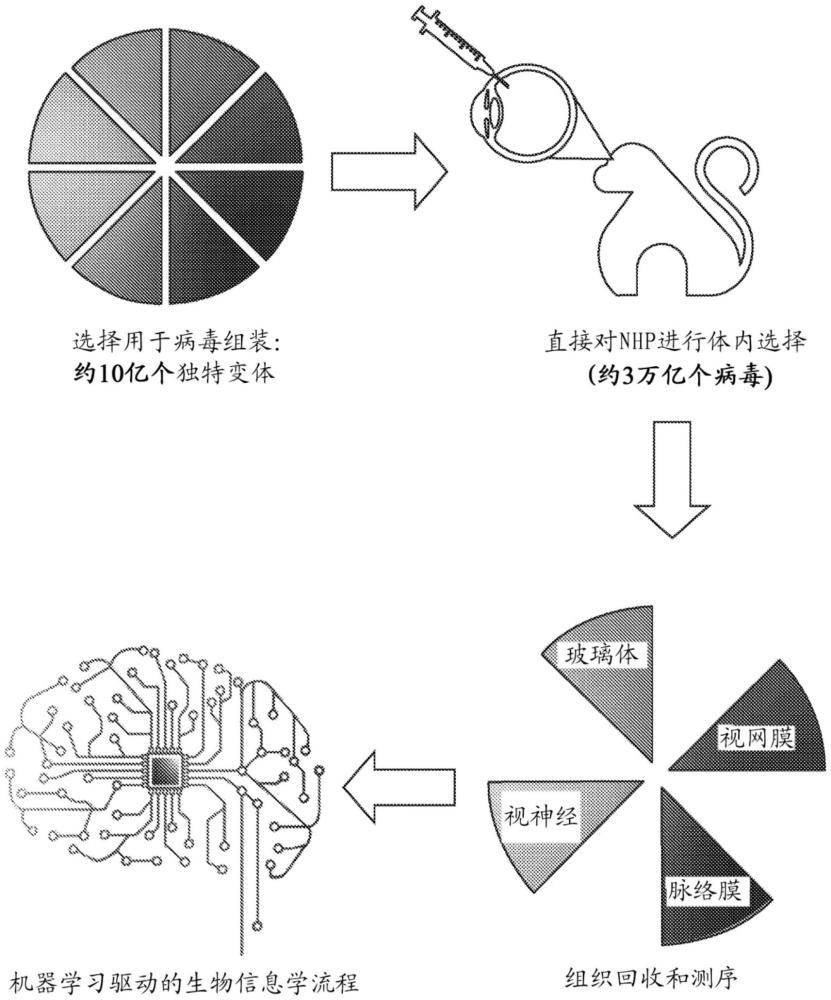 用于玻璃体内施用的功能性AAV衣壳的制作方法