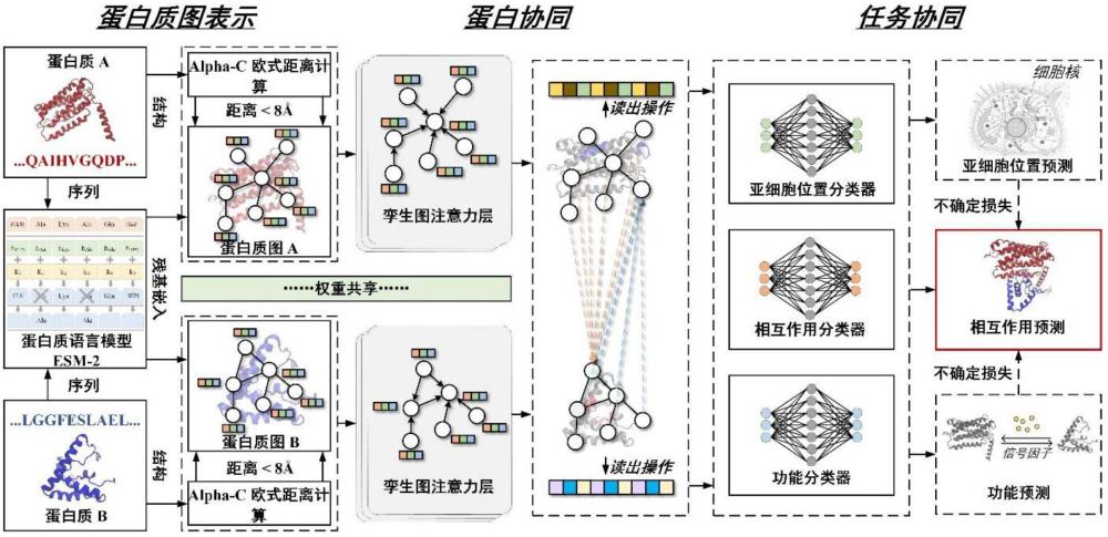 一种基于双重协同机制的蛋白质相互作用预测方法