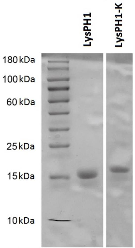 具有广谱裂解活性的肽聚糖水解酶LysPH1及其突变体和应用