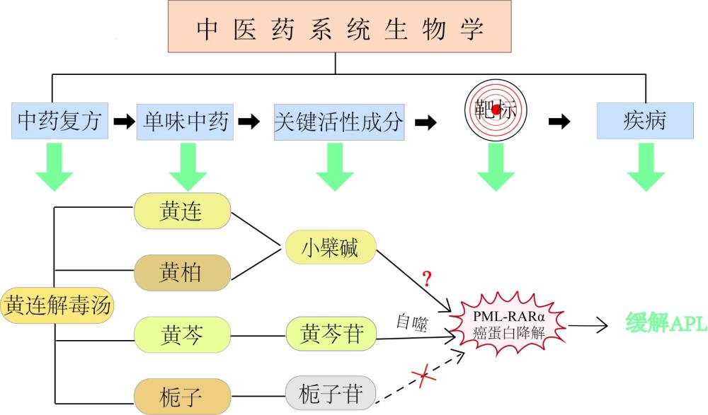 黄连解毒汤在制备治疗急性早幼粒细胞白血病的药物中的应用