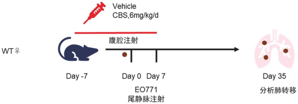 Ac-35-47-NH在制备治疗肿瘤转移的药物中的应用