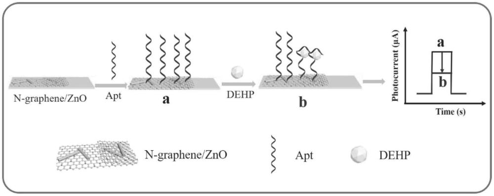 用于检测DEHP的光电化学生物传感器及其制备方法和应用