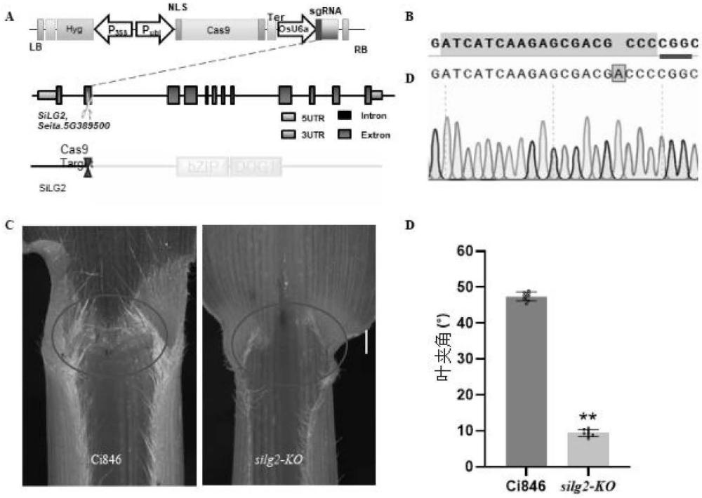 Silg2蛋白在调控谷子叶夹角中的应用