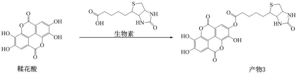 一种生物素标记鞣花酸及其制备方法