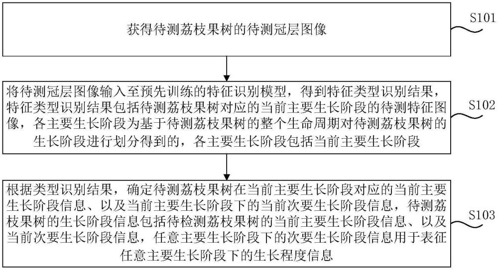 荔枝生长阶段信息的检测方法、系统、电子设备