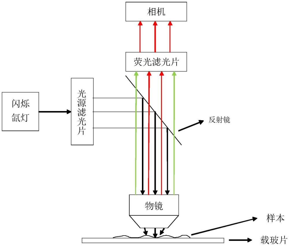 一种采用闪烁氙灯的荧光显微镜照明方法及荧光组件与流程